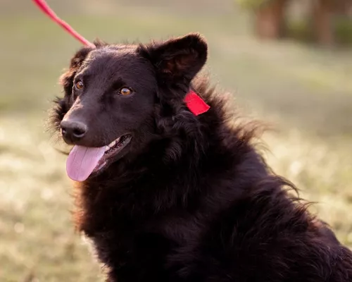 Loba